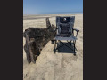CAMPING CHAIR DIRECTOR'S